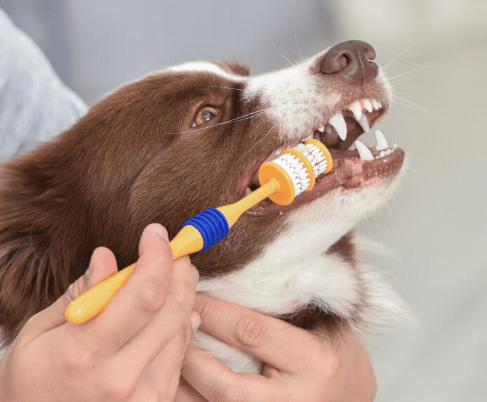 A dog having his teeth cleaned by the Arm & Hammer 360 Toothbrush