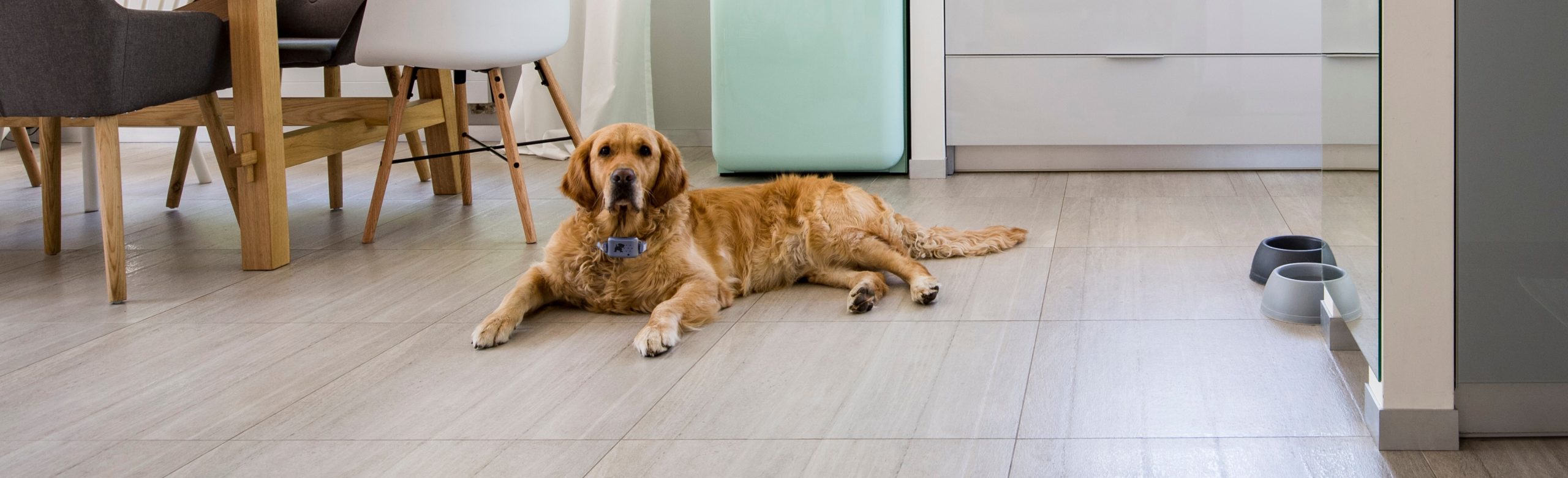 Golden_Retriever_Pavlov_collar