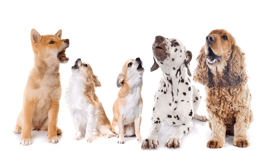 Five dogs howling