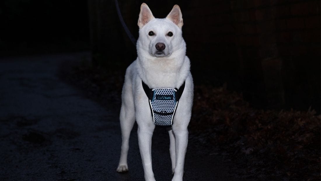 Jindo with CarSafe Harness in the dark showing reflective design