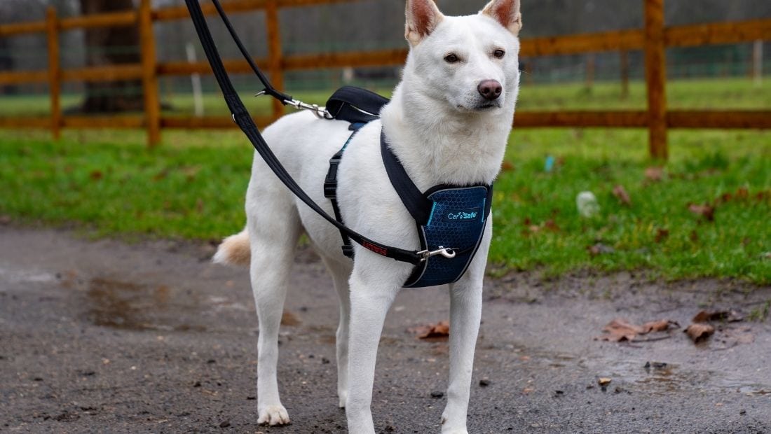 Jindo walking nicely with his CarSafe harness