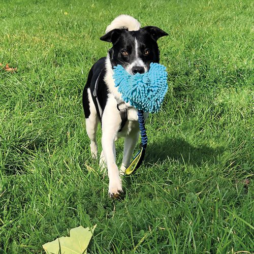 Dog playing with toy - mobile version