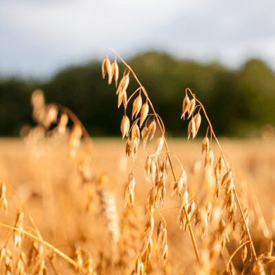 Extracto de Grano de Avena