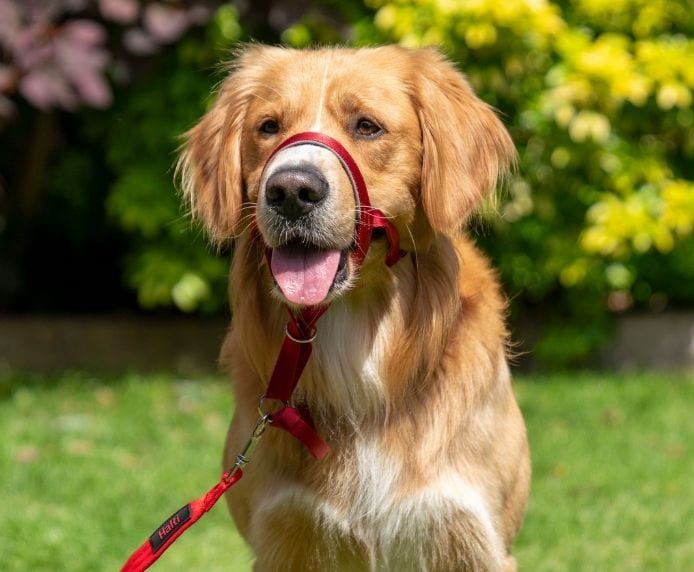 Retriever dog wearing a Halti Headcollar