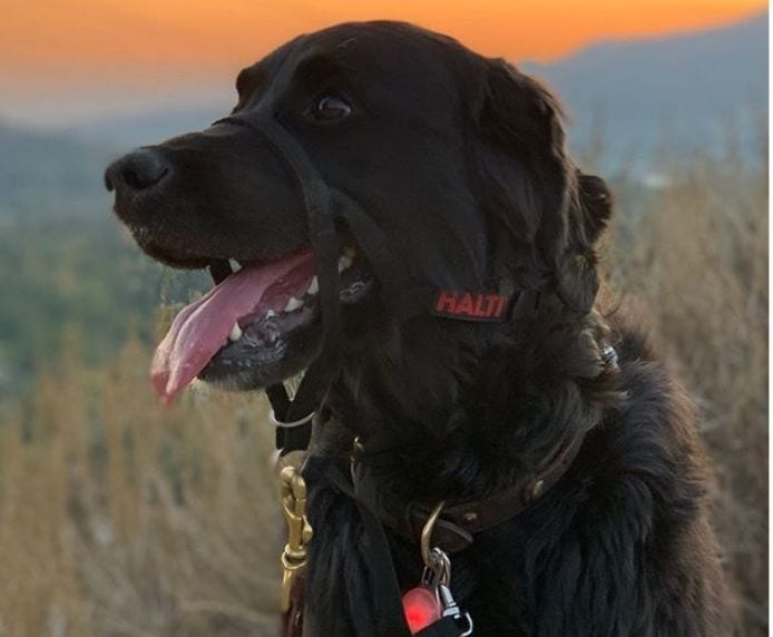 Labrador comfortably wearing a Halti Headocllar