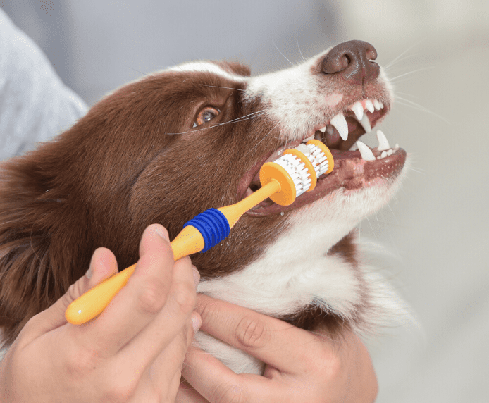 A dog having his teeth cleaned by the Arm & Hammer 360 Toothbrush