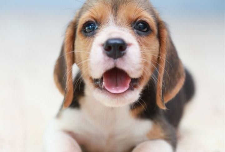 Close up of a smiling puppy