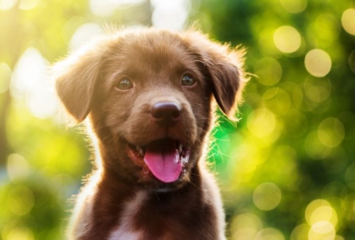 Close up of a smiling puppy