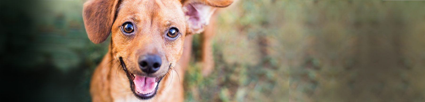 A dog smiling in a field
