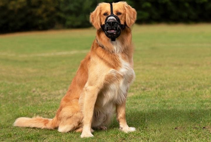 Fluffy dog wearing a Baskerville Ultra Muzzle