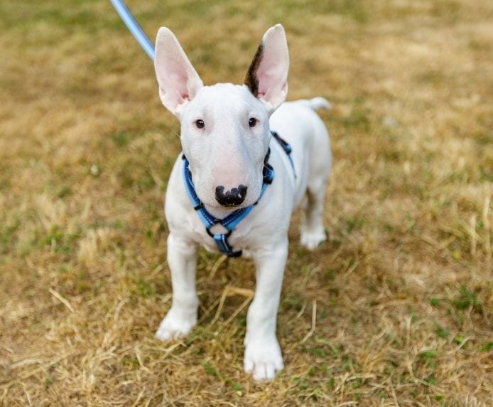 Bull terrier puppy wearing a Halti Walking Harness