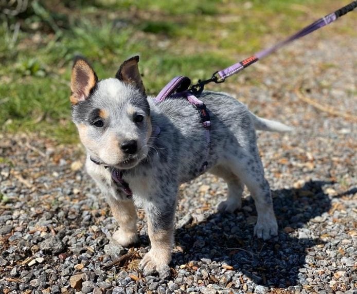 Cattle dog puppy wearing a Halti Walking Harness