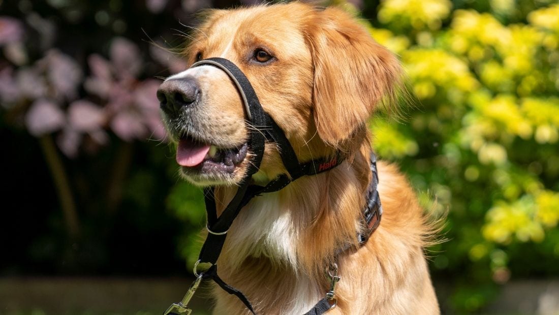 A dog panting comfortably while wearing a Halti Headcollarwearing a
