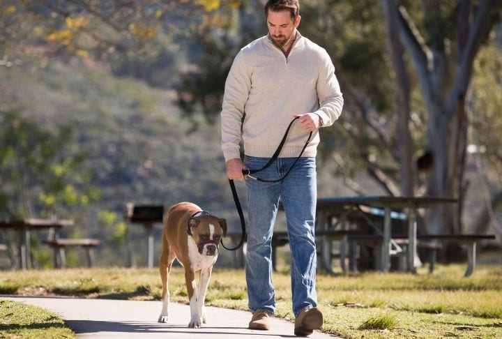 a boxer dog being walked through a park using a Halti Optifit Headcollar