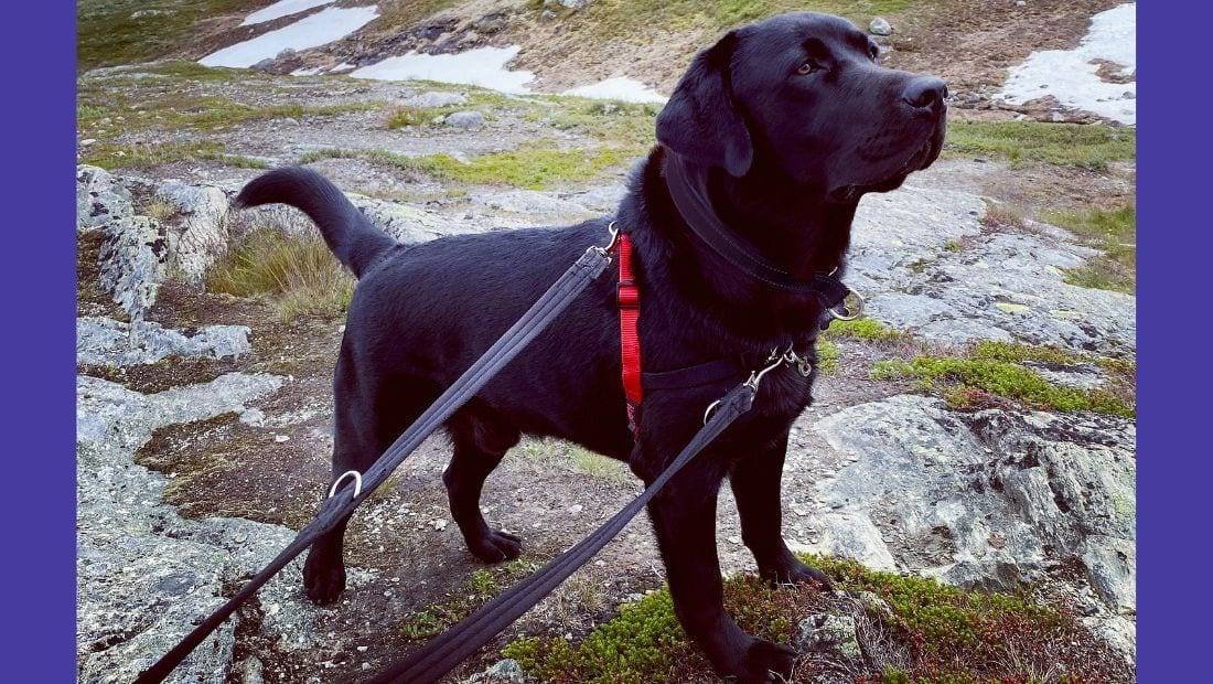 A dog stood on a mountain wearing a Halti Front Control Harness