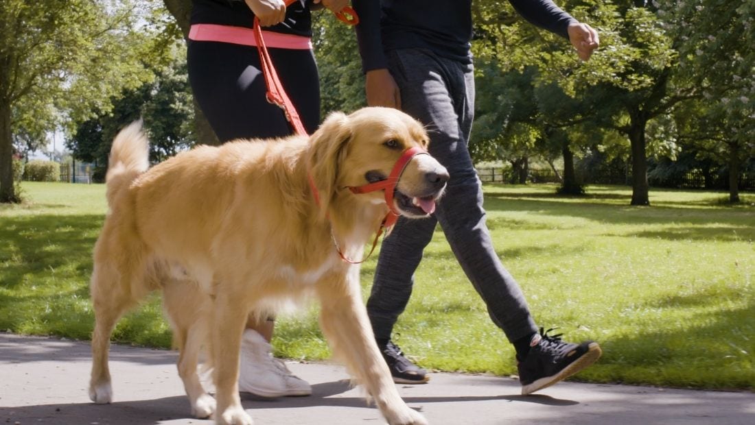 A golden retriever walking comfortably and happily wearing a Halti Headcollar