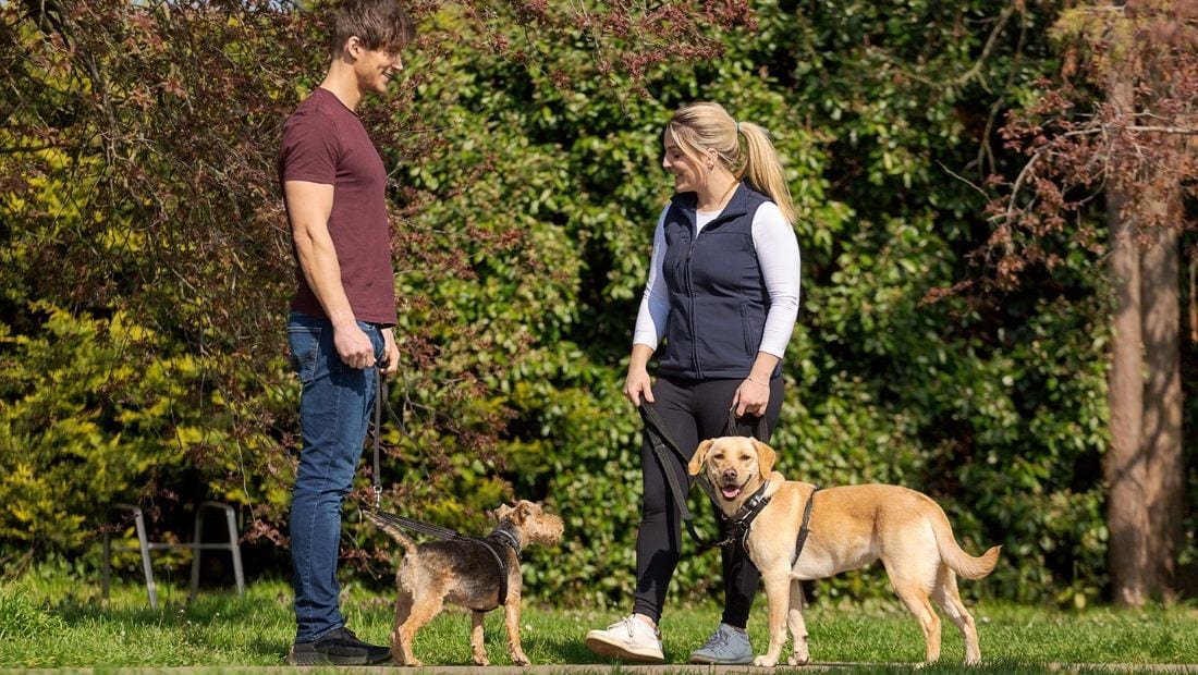two dogs wearing Halti walking products meeting politely with their walkers in a field