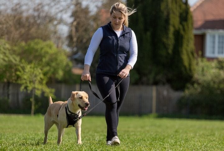 A Golden Retriever being walked through a field wearing a Halti No Pull Harness