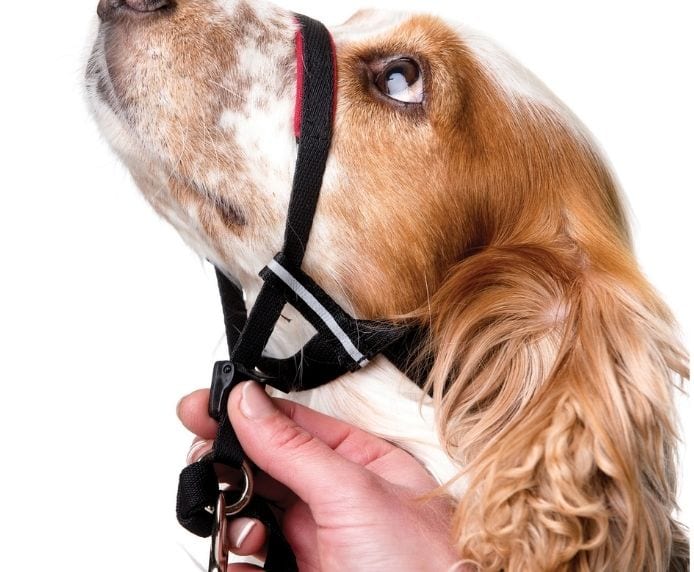 Close up on adjustable nose strap for Halti Optifit Headcollar