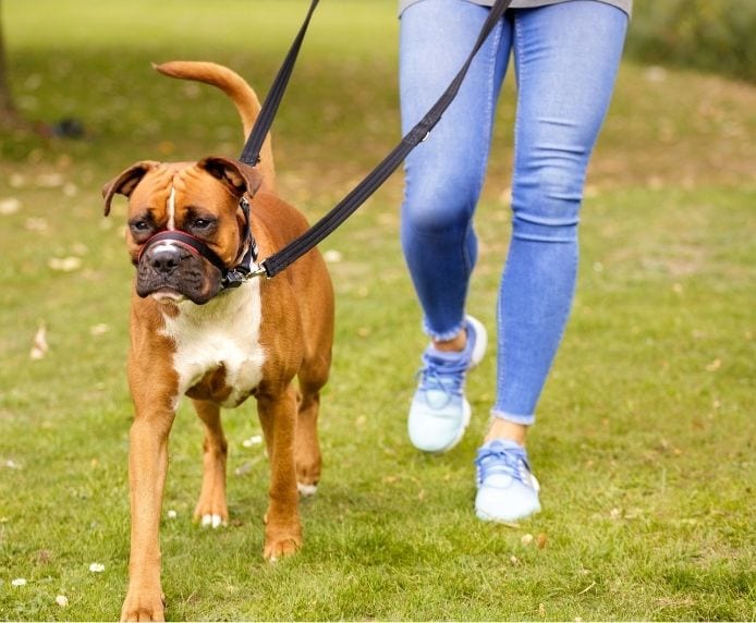 Boxer dog wearing Halti Optifit Headcollar