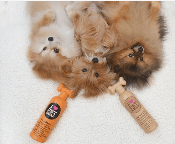 Three dogs laying on their backs next to some Pet Head products