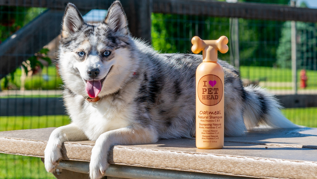 A dog on s bench next to a bottle of Pet Head Oatmeal Shampoo