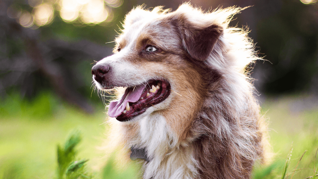 A smiling dog in a field