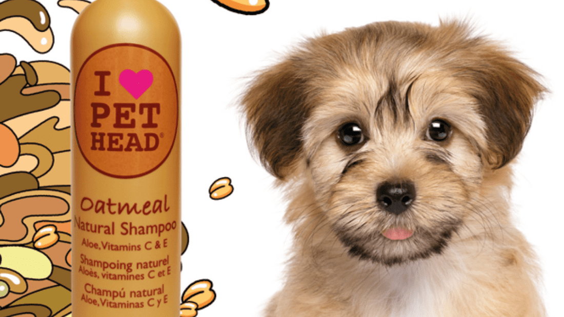 A dog next to a bottle of Pet Head Oatmeal Shampoo