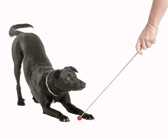 Company of Animals Target Stick