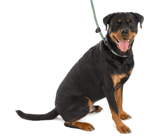 A dog wearing the Company of Animals 3 in 1 Slip Lead