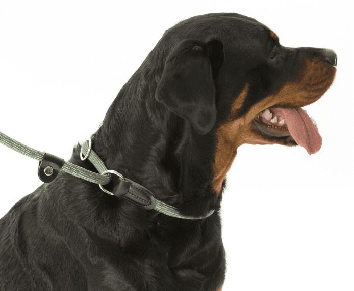 A dog wearing the Company of Animals 3 in 1 Slip Lead