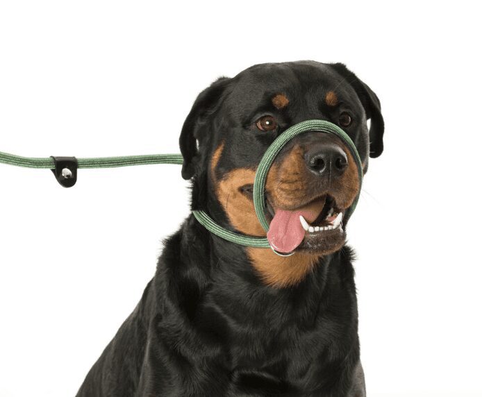 A dog wearing the Company of Animals 3 in 1 Slip Lead