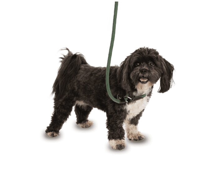 A dog wearing the Company of Animals 3 in 1 Slip Lead