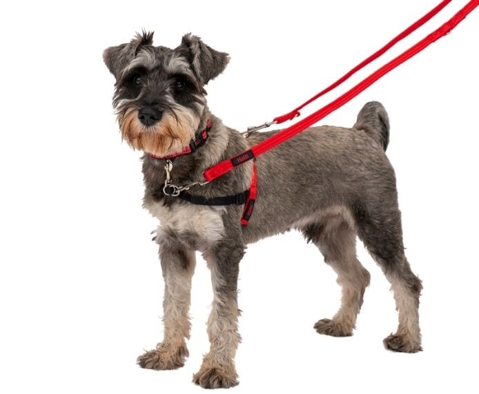 Schnauzer dog wearing a Halti Front Control Harness