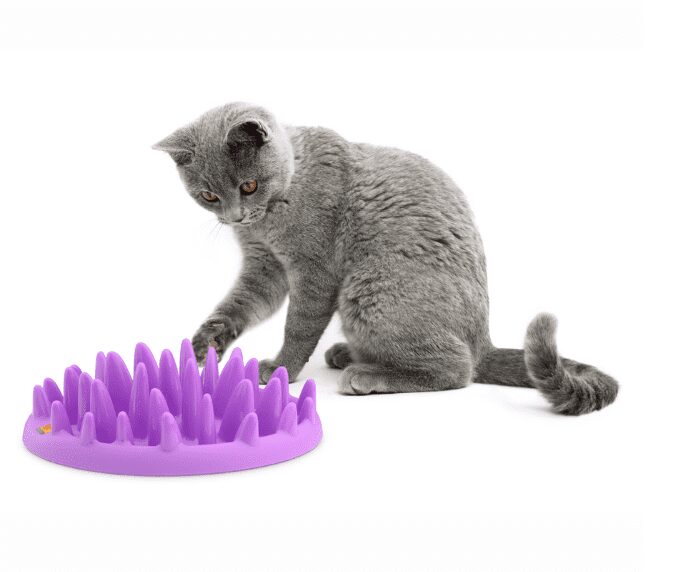 Grey cat using the Catch Feeder