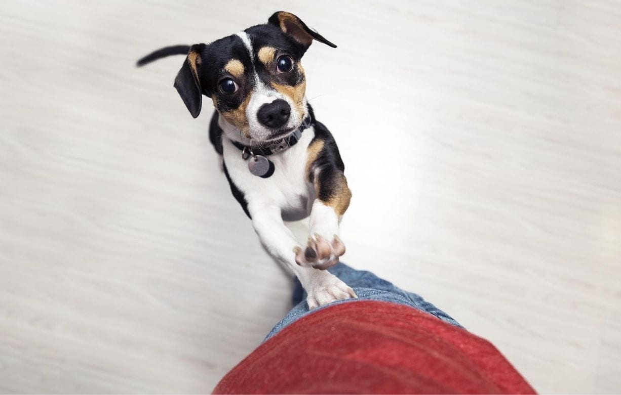 A dog pawing at a person's leg