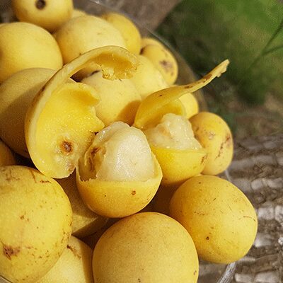 Marula Oil