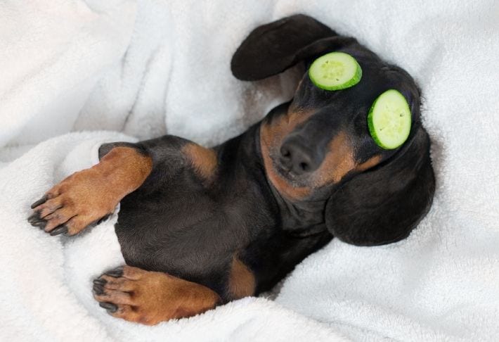 how to groom a dog