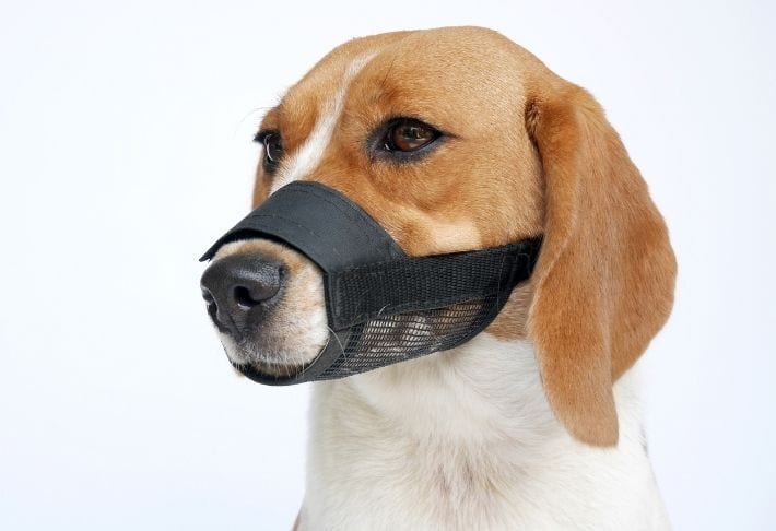 fabric dog muzzle