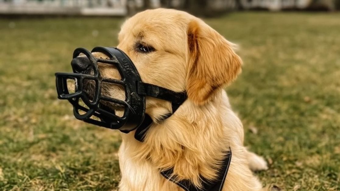 muzzle training