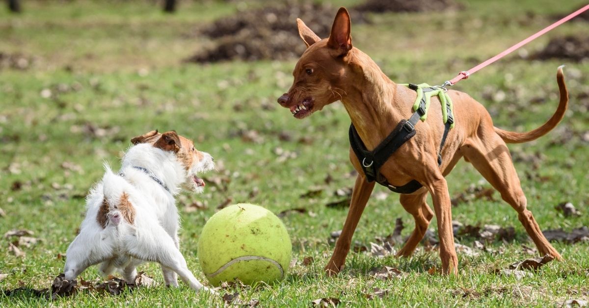 How to train a reactive dog on leash