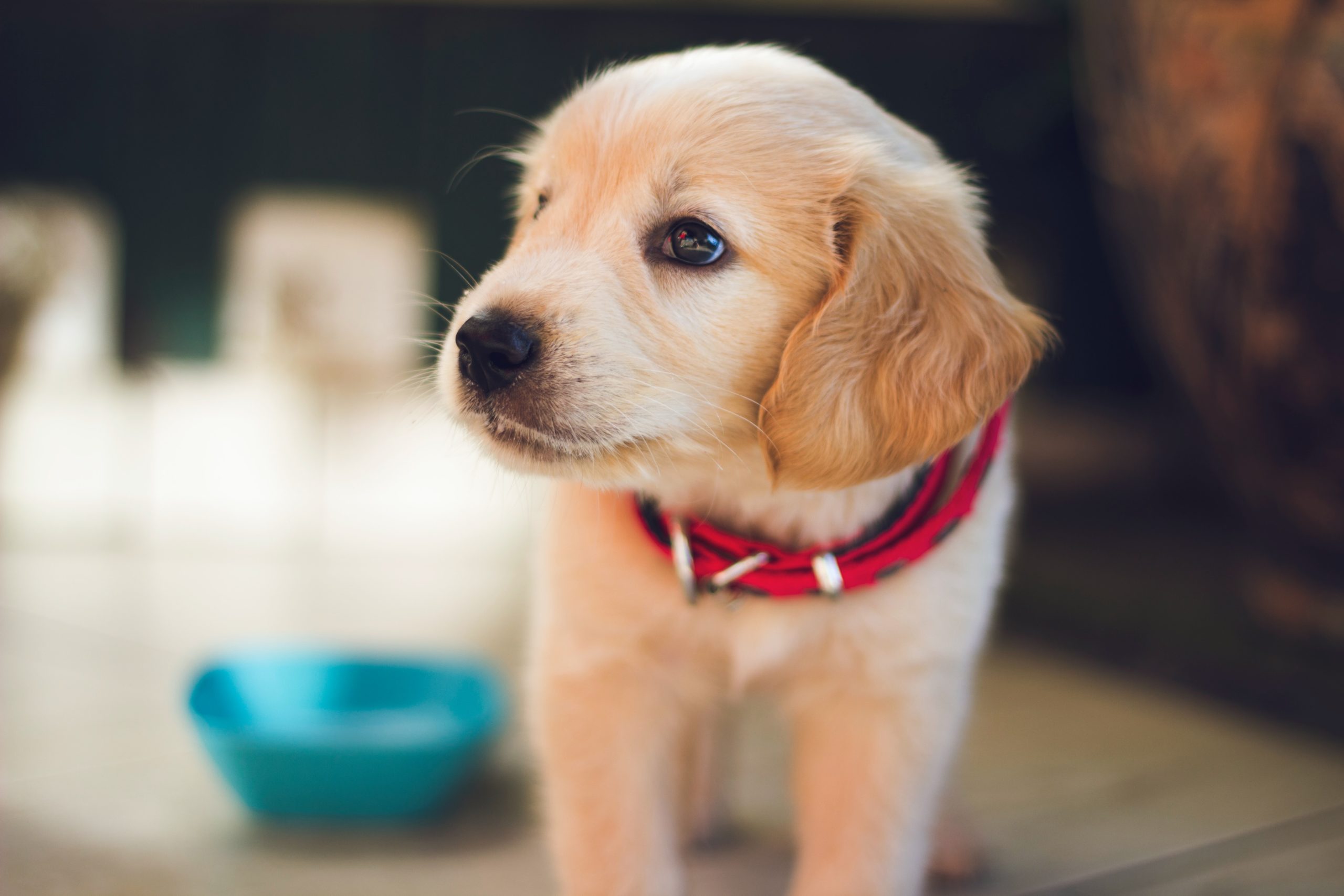 Cute Golden Retriever puppy