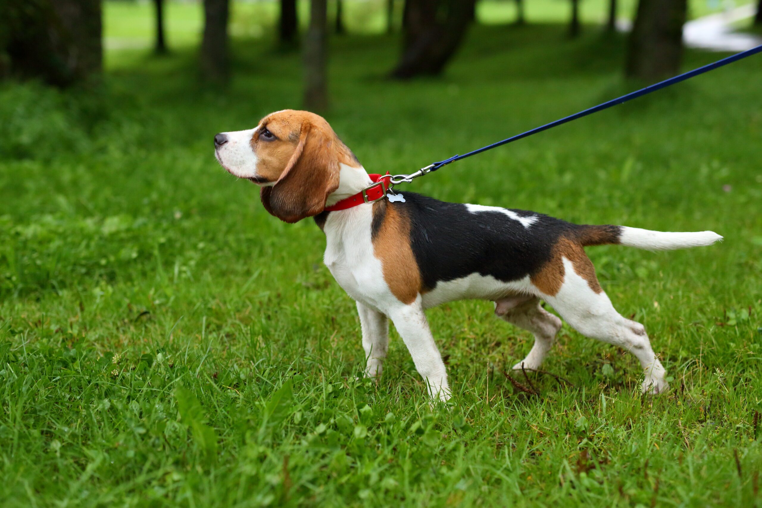 Beagle pulling on the lead from the collar