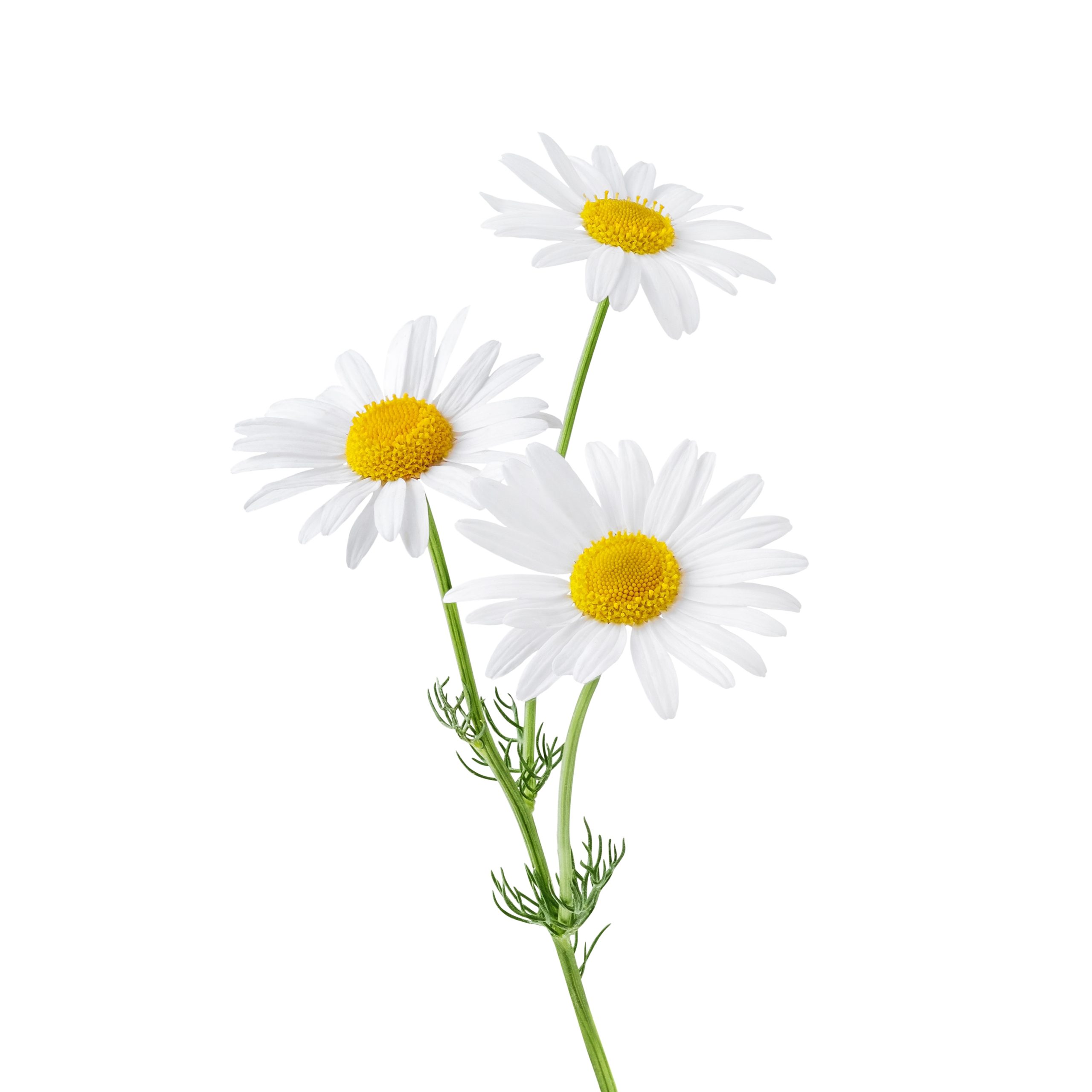Chamomile Extract