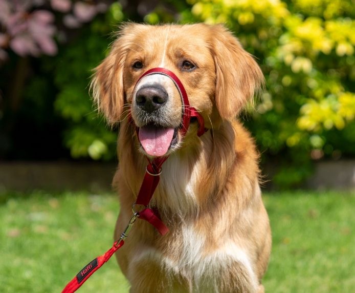 Retriever dog wearing a Halti Headcollar