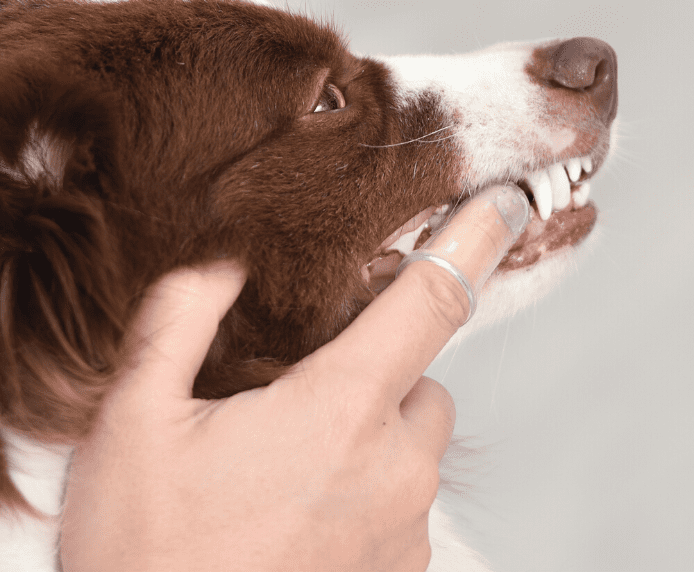 Arm & Hammer Dental Kit
