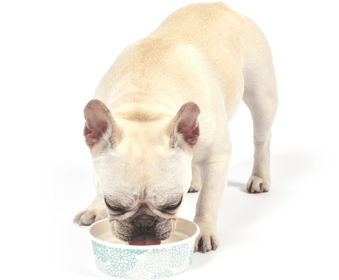A dog drinking Arm & Hammer Dental Water