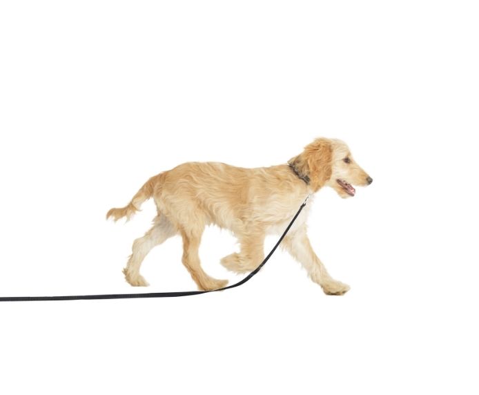 A dog running wearing the Company of Animals