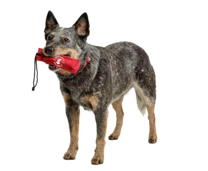 A dog using the Company of Animals Training Dummy