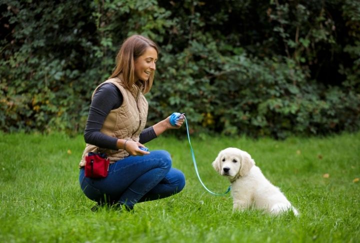 A dog being trained in a field